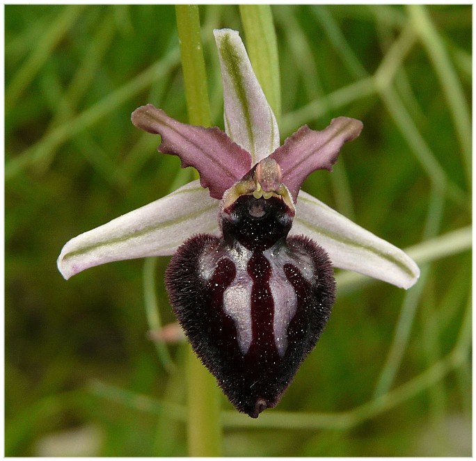 Ophrys sipontensis